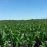 g4543ergerg43234 - Россельхознадзор