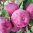 В Кабардино-Балкарии собран рекордный урожай плодов и ягод –517 тыс. тонн. - Министерство сельского хозяйства КБР