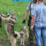 На Ставрополье отметили 19 охотничьих собак на юбилейной краевой выставки - Sk-News.Ru