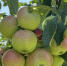 В Кабардино-Балкарии  валовой сбор плодово-ягодной продукции вырос в 2,6 раз - Минсельхоз КБР