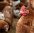 Техусловия по использованию побочных продуктов животноводства для птицефабрики разработали специалисты Северо-Кавказского филиала - ФГБУ Центр оценки качества зерна Нальчик