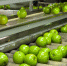 Еще больше сельхозпродукции... - Минсельхоз КБР