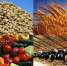 Индекс производства сельхозпродукции в Кабардино-Балкарии за 2024 год вырос на 6,6 процента         ​ - Правительство КБР