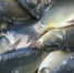 Производители Ставрополья отправили в Киргизию пробную партию рыбной продукции - Sk-News.Ru