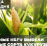 Новые сорта кукурузы, выведенные учеными КБГУ, успешно прошли полевые испытания - КБГУ им. Х.М. Бербекова