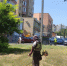 В Ставрополе в этом году потратят почти 5 миллионов рублей на борьбу с амброзией - Sk-News.Ru