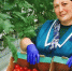 Республика наращивает объёмы тепличной продукции - Кабардино-Балкарская правда