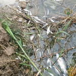 На Ставрополье водоканал заплатит 4,2 млн за сброс нечистот в реку Кизиловую и гибель свыше 8 тысяч рыб