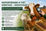 Разъяснения по маркировке и учету сельскохозяйственных животных